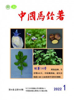 中國馬鈴薯